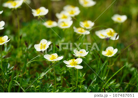 大雪の草原を彩るチングルマ 107487051