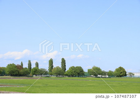 緑の草原の広がる群馬県邑楽郡千代田町の田園風景 緑の草原の広がる群馬県邑楽郡千代田町の田園風景 107487107