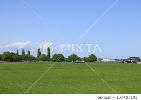緑の草原の広がる群馬県邑楽郡千代田町の田園風景 緑の草原の広がる群馬県邑楽郡千代田町の田園風景 107487108