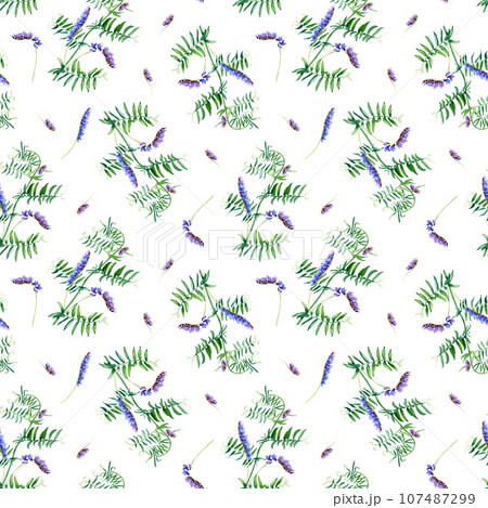 Seamless pattern with grass vetch. Watercolor illustration isolated on white for wrapping, fabric, textile Seamless pattern with grass vetch. Watercolor illustration isolated on white for wrapping, fabric, textile 107487299