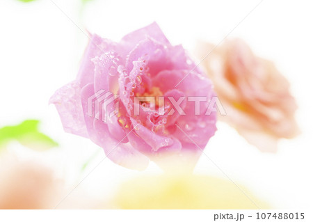 明るい雫の光るピンクのバラの花 107488015