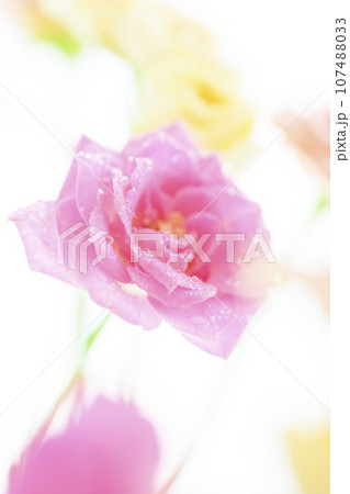 明るい雫の光るピンクのバラの花 明るい雫の光るピンクのバラの花 107488033