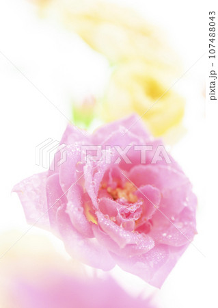 明るい雫の光るピンクのバラの花 明るい雫の光るピンクのバラの花 107488043
