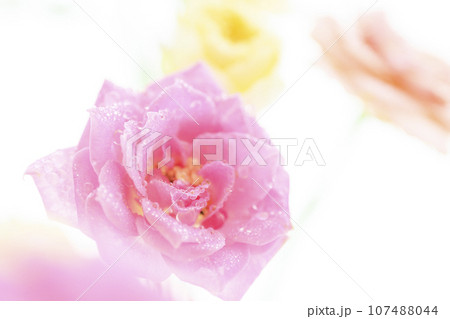 明るい雫の光るピンクのバラの花 明るい雫の光るピンクのバラの花 107488044