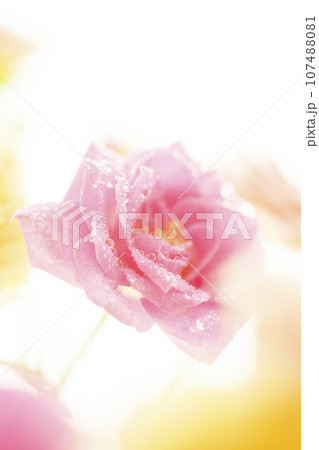 明るい雫の光るピンクのバラの花 107488081