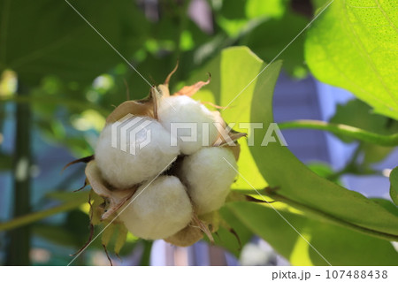 クローズアップ撮影した実を付け弾けた綿の実 107488438