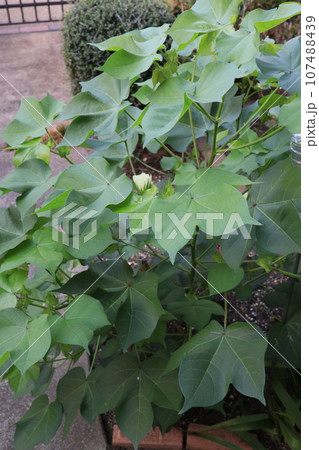 露地うえで栽培した綿の木 107488439