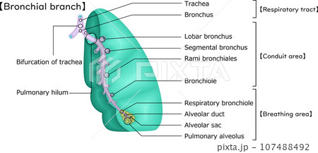肺　気管支分岐　イラスト　英語 107488492