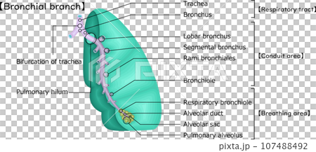 肺　気管支分岐　イラスト　英語 107488492