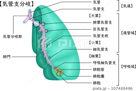 肺　気管支分岐　イラスト　日本語 107488496