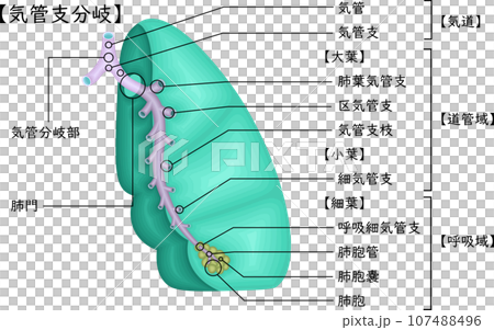 肺　気管支分岐　イラスト　日本語 107488496