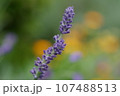 紫と黄色 107488513