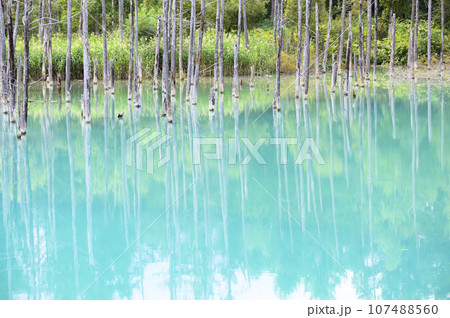 北海道 美瑛の「白金青い池」 107488560