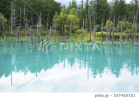 北海道 美瑛の「白金青い池」 107488581