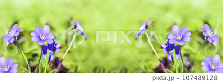 First Spring Flower in the Blurred Nature Background. Common Hepatica or Anemone. Blue Blossom Wild Flower. Spring Time. Violet Purple Hepatica Nobilis, Liverleaf, Liverwort in Sunlight, Banner 107489128