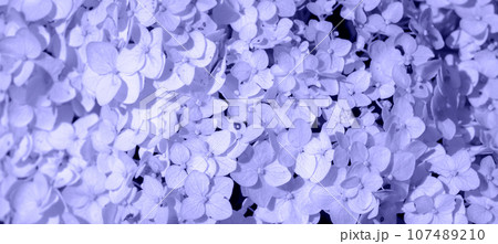 Very Peri. Color of the year 2022. Abstract background toned trendy violet color. Copy Space for text. Wonderful blooming Hydrangea arborescens, smooth hydrangea, wild hydrangea in a garden. 107489210
