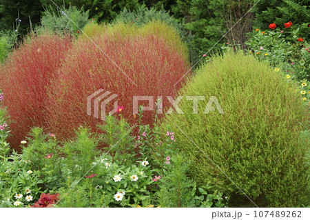里山ガーデンの秋のオーナメンタルグラス 里山ガーデンの秋のオーナメンタルグラス 107489262