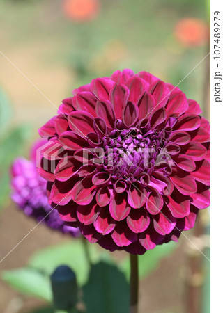 ダリア（パープル・サンド） 107489279