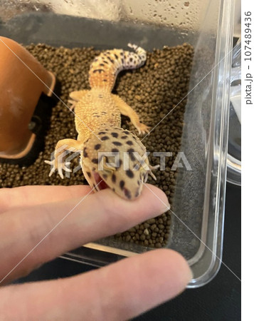 コオロギの匂いがする！ガブッ！ 107489436