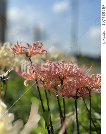 桃色曼珠沙華 桃色曼珠沙華 107489567