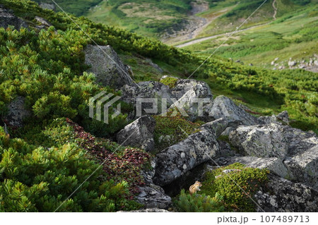 雄大な大雪山とシマリス 107489713