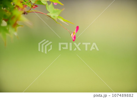 赤いもみじの実　オールドレンズ 107489882