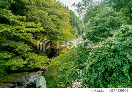 祖谷のかずら橋　徳島県　大歩危祖谷 107489961