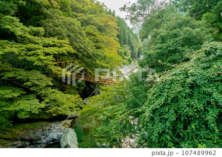 祖谷のかずら橋 徳島県 大歩危祖谷 祖谷のかずら橋 徳島県 大歩危祖谷 107489962