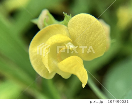 ヤブツルアズキの花クローズアップ 107490081