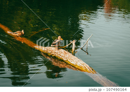 Alone duck on tree trunk on the river. Single bird near riverbank. Mallard on the lake in autumn season. Swimming wildfowl. Wild bird in nature. Beautiful duck on the lake with reflection. Alone duck on tree trunk on the river. Single bird near riverbank. Mallard on the lake in autumn season. Swimming wildfowl. Wild bird in nature. Beautiful duck on the lake with reflection. 107490164