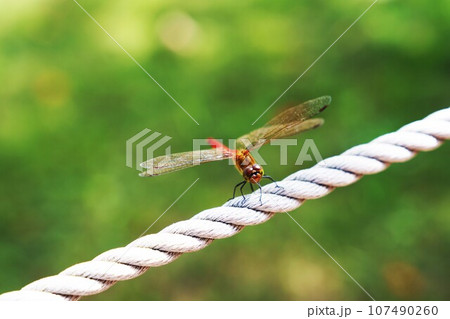 ロープに止まる赤トンボ ロープに止まる赤トンボ 107490260