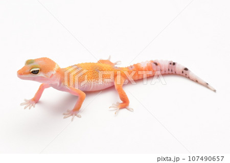 ヒョウモントカゲモドキ（ハイポタンジェリン） 107490657