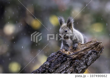 雨の日に木の枝でたたずむエゾリス 107490662