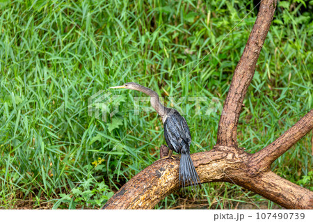 Snakebird, darter, American darter, or water turkey, Anhinga anhinga, Costa Rica 107490739