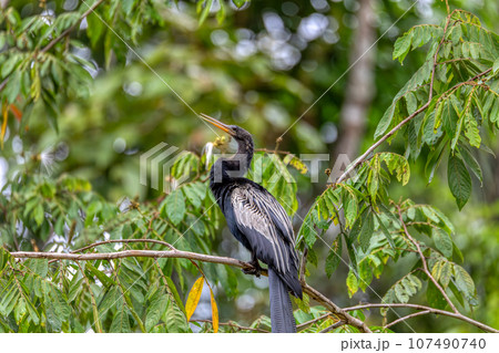 Snakebird, darter, American darter, or water turkey, Anhinga anhinga, Costa Rica 107490740