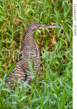 Bare-throated tiger heron, Tigrisoma mexicanum. River Rio Bebedero, Refugio de Vida Silvestre Cano Negro, Costa Rica wildlife 107490741