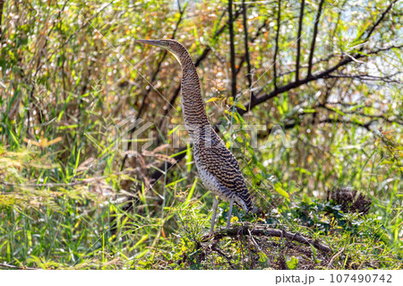 Bare-throated tiger heron, Tigrisoma mexicanum. River Rio Bebedero, Palo Verde National park Wildlife Reserve, Costa Rica wildlife 107490742
