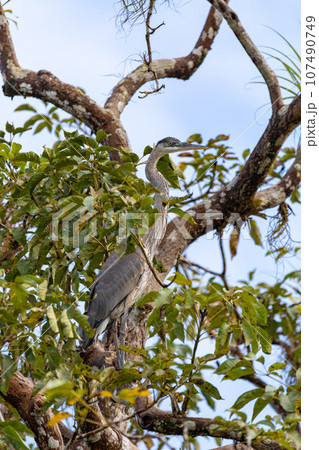 Great blue heron, Ardea herodias with Hypostomus plecostomu in beak, Costa Rica Great blue heron, Ardea herodias with Hypostomus plecostomu in beak, Costa Rica 107490749