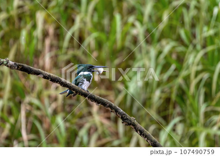 Amazon Kingfisher, Chloroceryle amazona, Refugio de Vida Silvestre Cano Negro, Wildlife and bird watching in Costa Rica 107490759