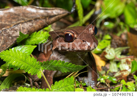 Savages thin-toed frog - Leptodactylus savagei, Refugio de Vida Silvestre Cano Negro, Costa Rica Wildlife 107490761