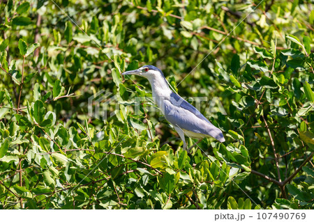 Bird, groove-billed ani, Crotophaga sulcirostris, Guanacaste Costa Rica 107490769