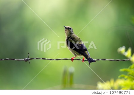 Red-legged honeycreeper female - Cyanerpes cyaneus. Refugio de Vida Silvestre Cano Negro, Wildlife and bird watching in Costa Rica. Red-legged honeycreeper female - Cyanerpes cyaneus. Refugio de Vida Silvestre Cano Negro, Wildlife and bird watching in Costa Rica. 107490775