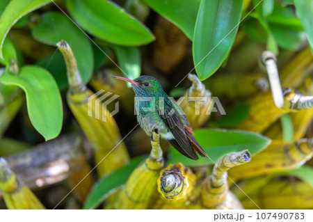 Rufous-tailed hummingbird - Amazilia tzacatl. Refugio de Vida Silvestre Cano Negro, Wildlife and bird watching in Costa Rica. 107490783