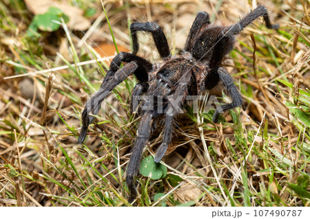 Spider, tarantula, Sericopelma melanotarsum. Curubande de Liberia, Costa Rica wildlife 107490787