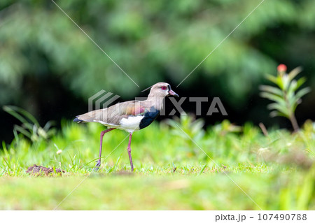 Southern lapwing - Vanellus chilensis, commonly called quero-quero. Refugio de Vida Silvestre Cano Negro, Wildlife and bird watching in Costa Rica. 107490788