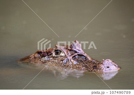 Spectacled caiman, Caiman crocodilus Cano Negro, Costa Rica. Spectacled caiman, Caiman crocodilus Cano Negro, Costa Rica. 107490789