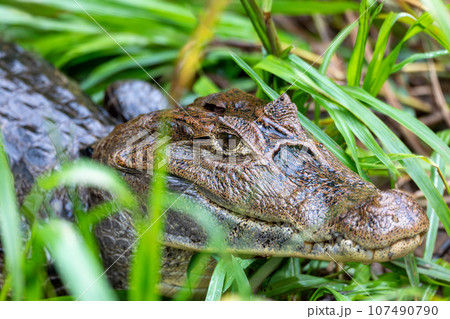 Spectacled caiman, Caiman crocodilus Cano Negro, Costa Rica. 107490790