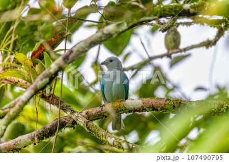 Blue-gray tanager - Thraupis episcopus, Refugio de Vida Silvestre Cano Negro, Wildlife and bird watching in Costa Rica. 107490795