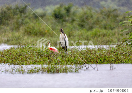 Wood stork - Mycteria americana. Refugio de Vida Silvestre Cano Negro, Wildlife and bird watching in Costa Rica. 107490802