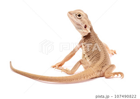 フトアゴヒゲトカゲ　ゼロ　HETハイポ　 107490822